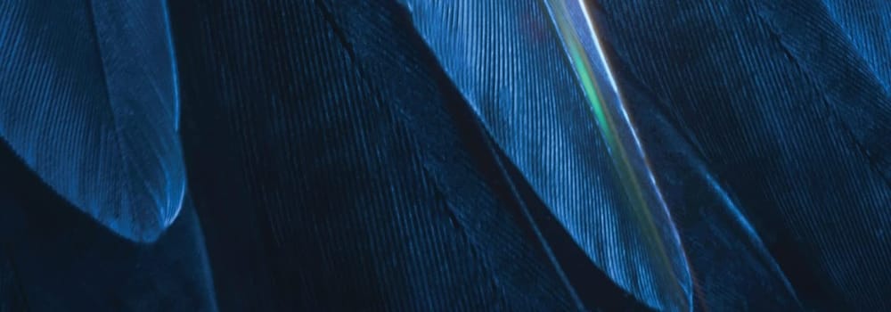 Bluebird, Fais comme l'oiseau