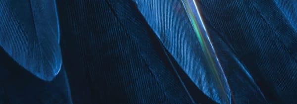 Bluebird, Fais comme l'oiseau